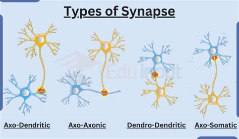 What is Synapse? - Parts, Types, and Mechanism