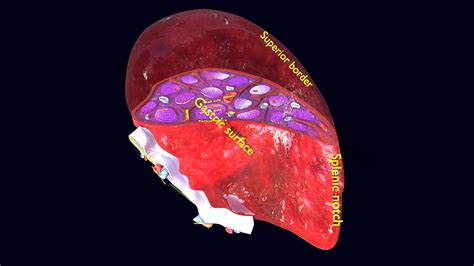 Spleen anatomy histology labelled detail - Buy Royalty Free 3D model by Deepankar.Parmar ...