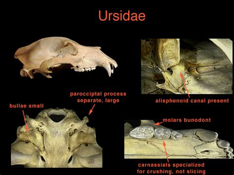 Ursidae