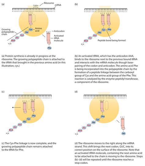 28.6: Translation of RNA - Protein Biosynthesis - Chemistry LibreTexts