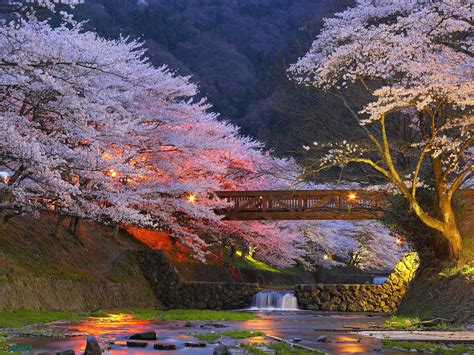 Cherry trees in Kyoto, Japan : pics