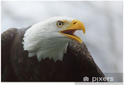 Poster Angry Bald Eagle - PIXERS.UK