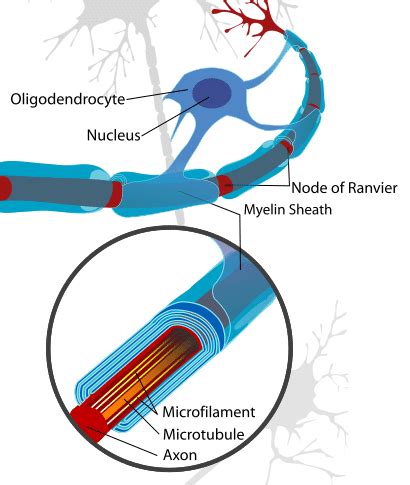 Myelin - The Myelin Sheath - TeachMePhysiology