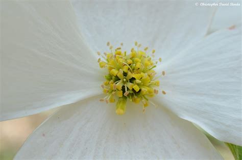 Cornus florida | Illinois Botanizer