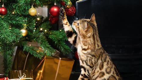 Keeping Your Cat Safe at Christmas - Top Tips | Purina