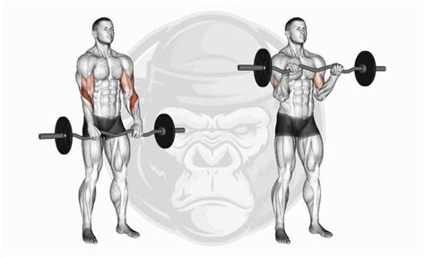 The 10 Best Short Head Bicep Exercises (2024) - Jacked Gorilla