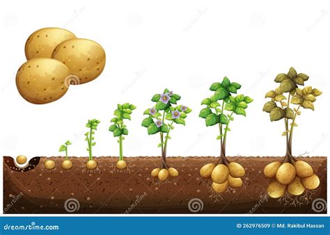 Potato Growth Stages Horizontal Educative Gardening Banner With ...