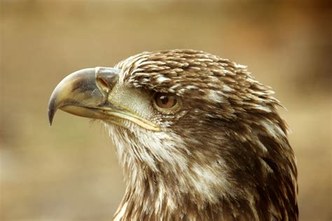 Immature Bald Eagle Free Stock Photo - Public Domain Pictures