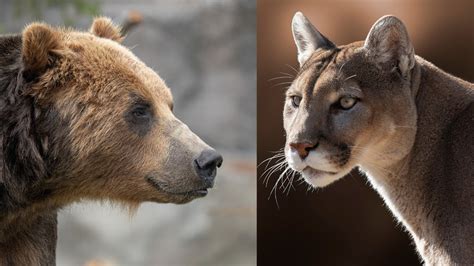 Bear, mountain lion activity ramps up as spring emerges