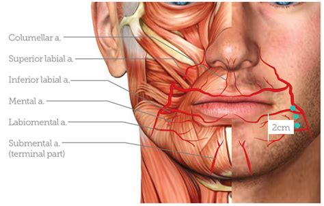 Lip Augmentation: Part 1 - Aesthetics