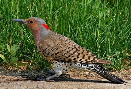 Northern Flicker | Celebrate Urban Birds