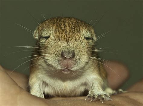 Little Gerbil | Gerbil, Cute animals, Nature friendly