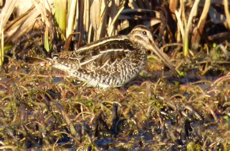 Birds: Common Snipe or Wilson's Snipe