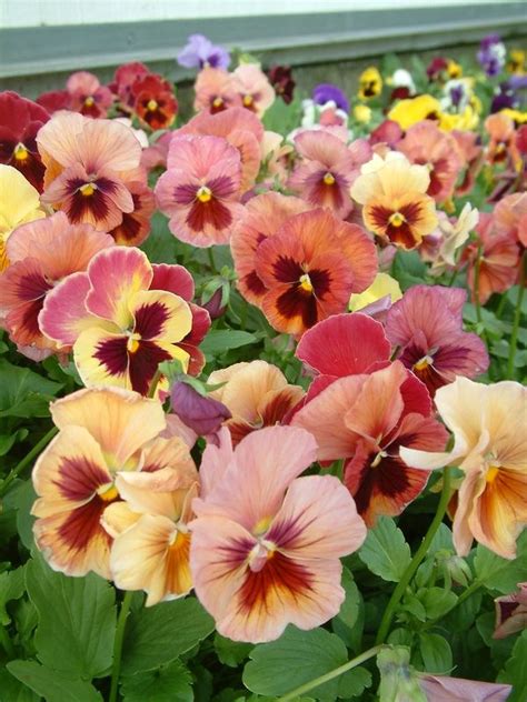 16 best Pansies - Fall Guide to Annuals images on Pinterest | Pansies ...