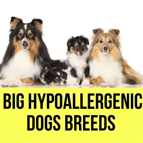 8 Big Hypoallergenic Dog Breeds and Allergy Sufferers - Oxford Pets