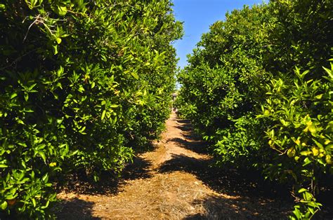 Scottsdale Daily Photo: Photo: a well cared-for, mature citrus orchard