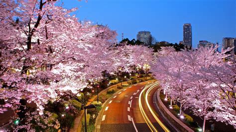 2016 Cherry Blossom Forecast : Tokyo MARCH 22!