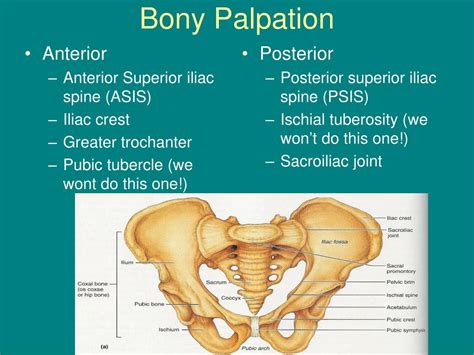 Anterior Superior Iliac Spine