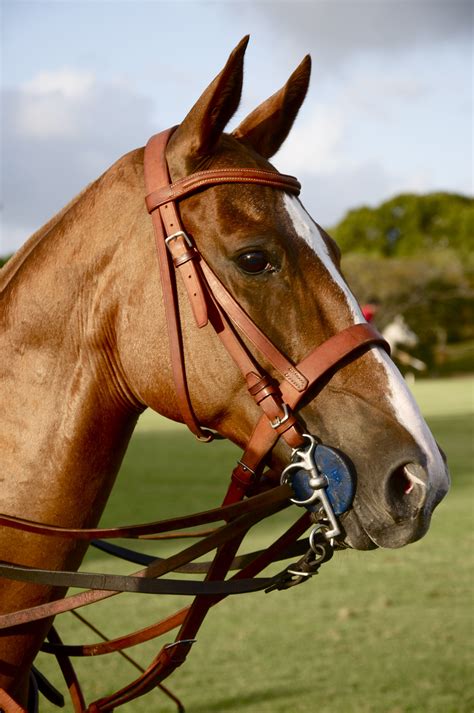 Polo horse so perfect Equestrian Lifestyle, Equestrian Sports, Horse ...