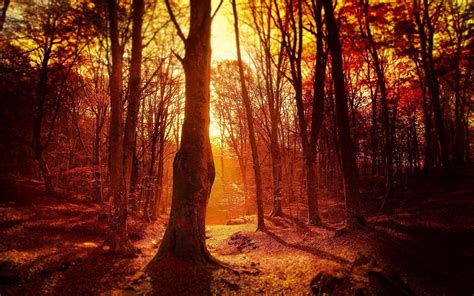 Image result for sunset forest | Tree wallpaper, Background, Forest