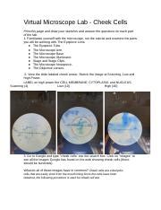 Lab 1 virtual microscope - Virtual Microscope Lab - Cheek Cells Print this page and draw your ...