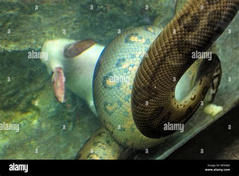 Single Green anaconda snake known also as Common anaconda or Water ...