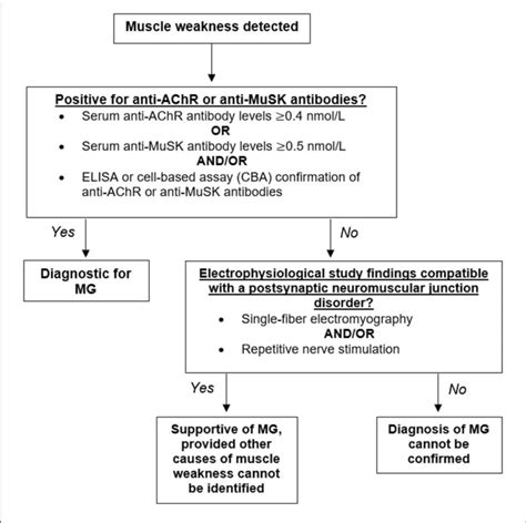 | Diagnostic algorithm for myasthenia gravis (MG). Having identified... | Download Scientific ...