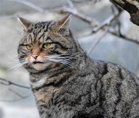 Scottish wildcat | species data, conservation - BigCatsWildCats