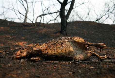 ‘Damage is irreversible’: More than 2 million wild animals die in Bolivia wildfires - National ...