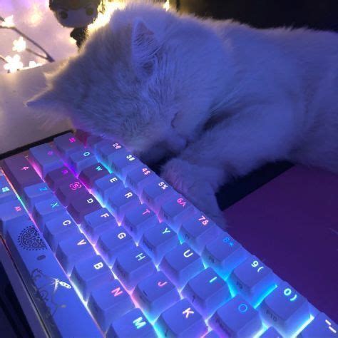 cat pfp | Gamer cat, Cat profile, Cute baby cats