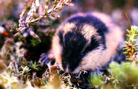 Lemming Facts: Animals of the Arctic - WorldAtlas