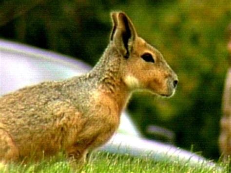 Giant South American Rodent on the Loose in Kansas – NBC Bay Area