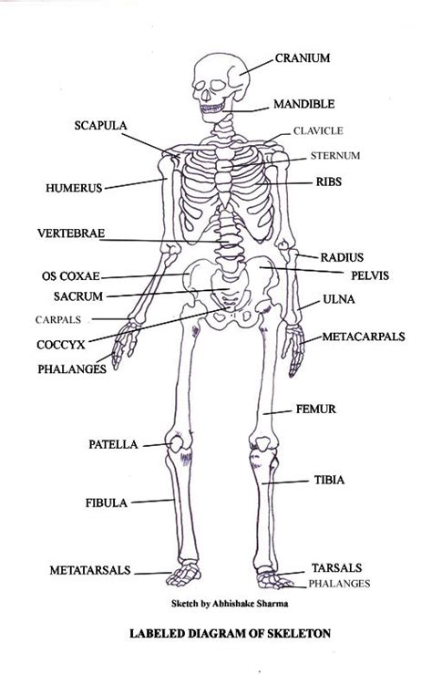 The Human Skeleton: All You Need to Know