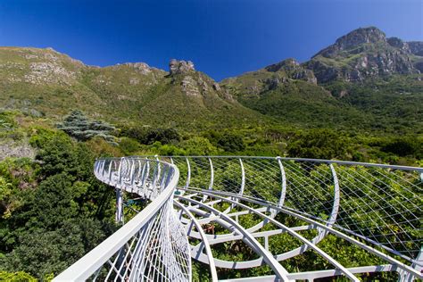 Tree Canopy Walkway at Kirstenbosch – Cape Institute for Architecture