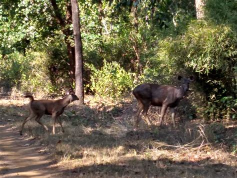 All About Kanha Kisli National Park | Tiger Reserve |A Two Day & one Night Trip to Kanha - What ...