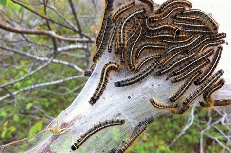 Friend or Foe? Eastern Tent Caterpillar | Yesterdays Island, Todays Nantucket