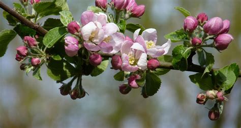 Arkansas State Flower - The Apple Blossom - ProFlowers Blog