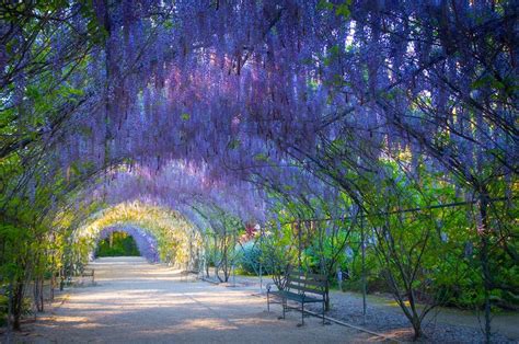 Wisteria Lane in the Adelaide Botanic Gardens, South Australia ...