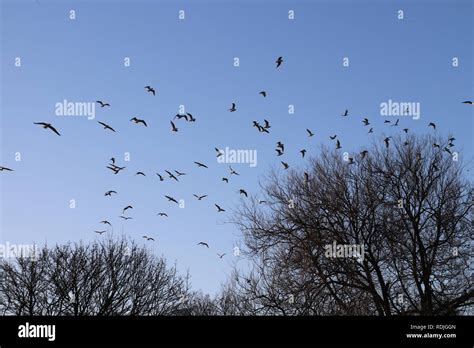 Stunning Flocking Birds Stock Photo - Alamy