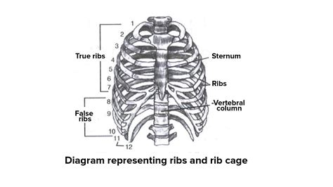 Floating Ribs