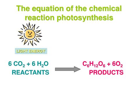 Photosynthesis and Respiration - ppt download