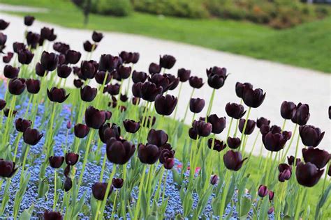 Black Tulips (Pictures, Gardening Tips, and Shopping Links)