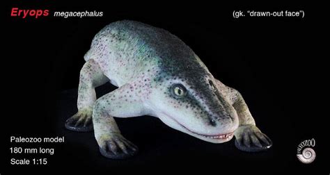 Eryops megacephalus model from Paleozoo Evolutionary Models