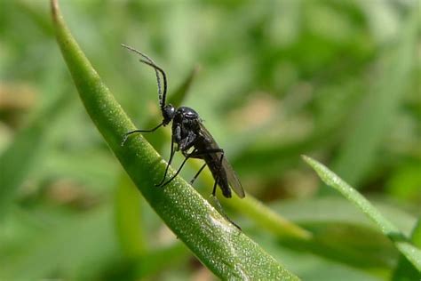 How to Get Rid of Gnats on Houseplants - Backyard Boss