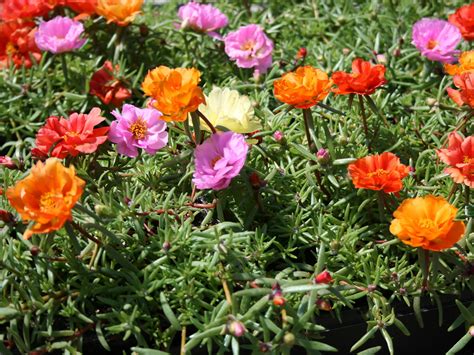 Try moss rose in summer containers and landscapes | Mississippi State University Extension Service