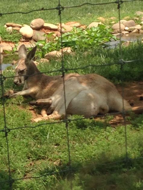 Lazy 5 Ranch | Animals, Kangaroo, Ranch