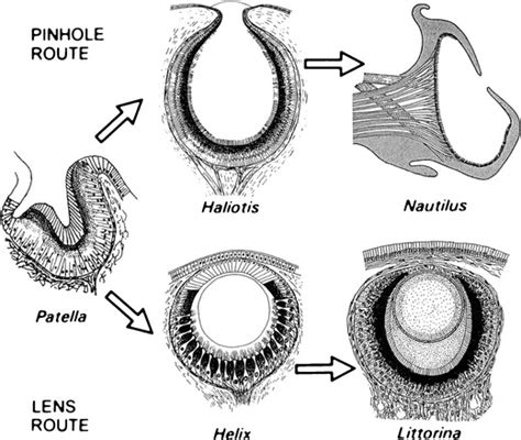 A simple example of exaptation and secondary adaptation. A The original... | Download Scientific ...