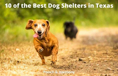 10 of the Best Dog Shelters in Texas - Pooch & Harmony