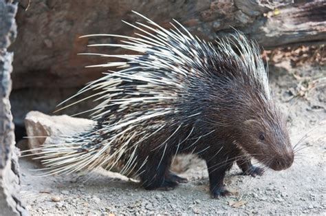 Learning from a porcupine’s quills | Science Wire | EarthSky