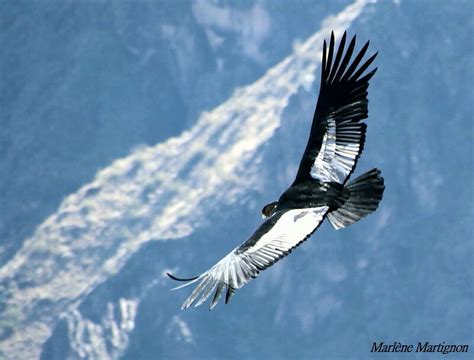 Condor des Andes - phma207439